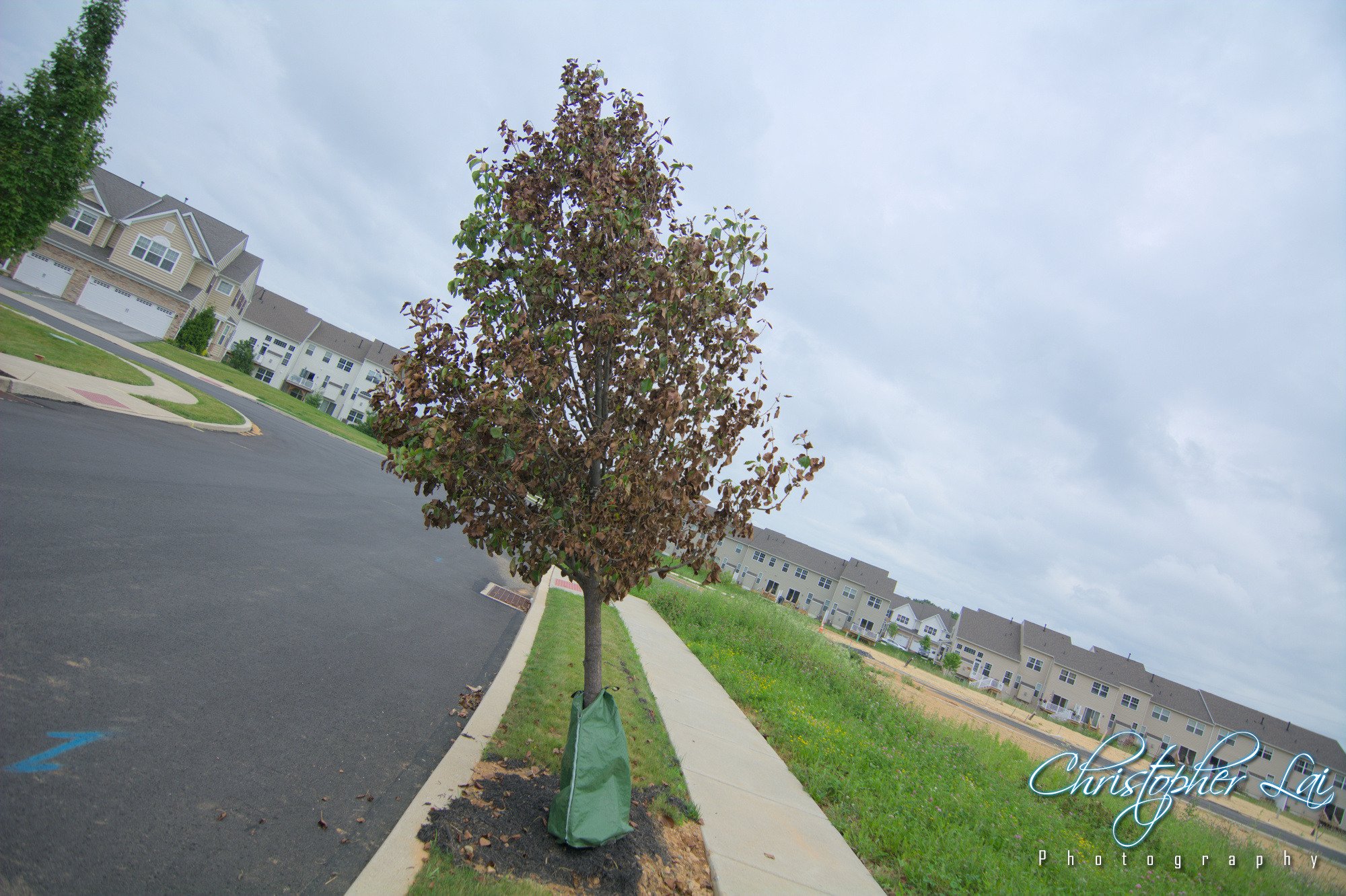 TiltedTree