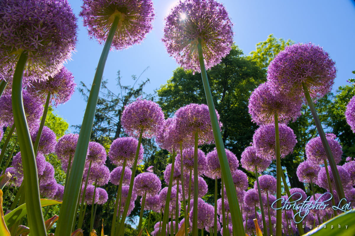 BostonPublicGarden