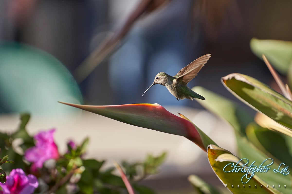 HummingBirdLA